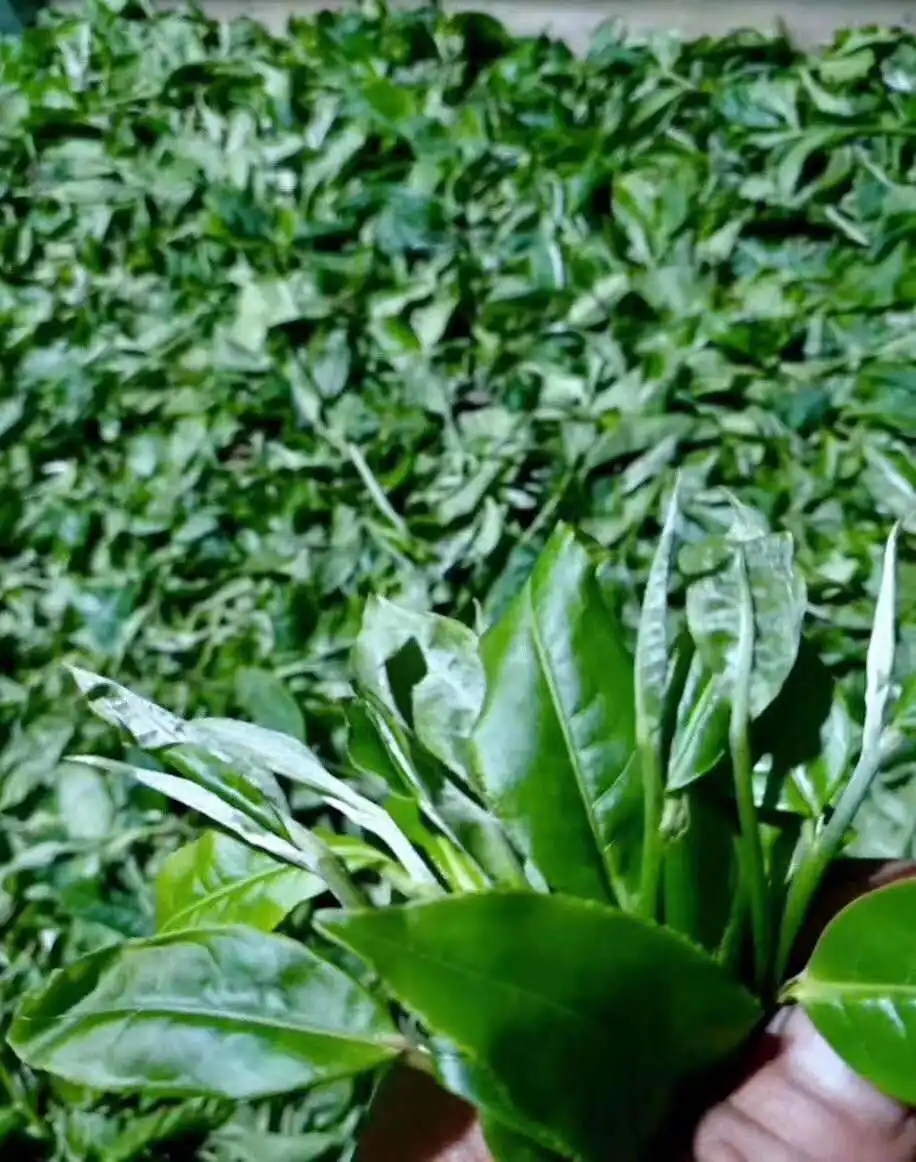 【答疑解惑】關(guān)于勐庫(kù)大葉種，你了解多少？