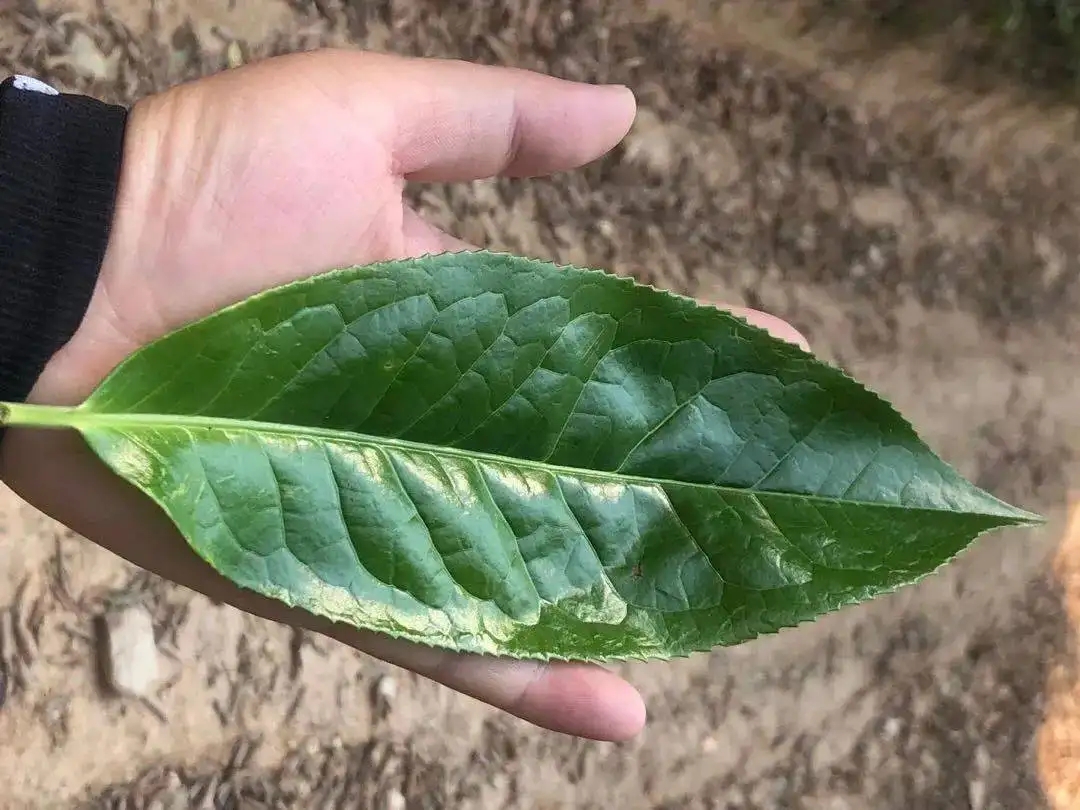 【茶百科】勐庫大葉種的適制性。