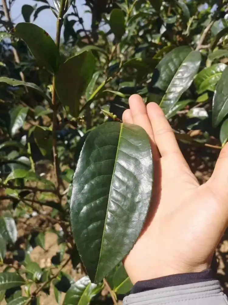 勐庫茶——云南大葉種的正宗