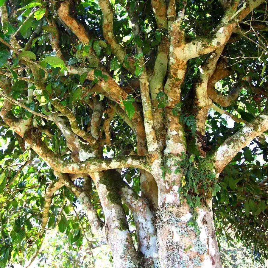 來(lái)自易武秘境的至味臻品！氣韻強(qiáng)勁，余韻深邃，一口喚醒你的味蕾~