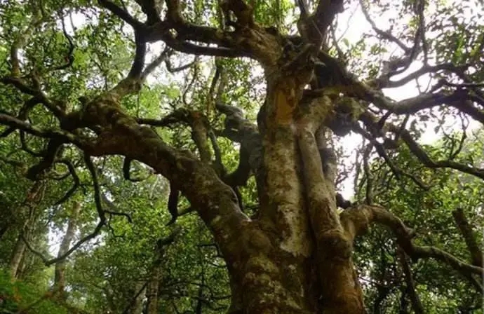 古樹(shù)茶小課堂：古樹(shù)普洱茶的三大價(jià)值