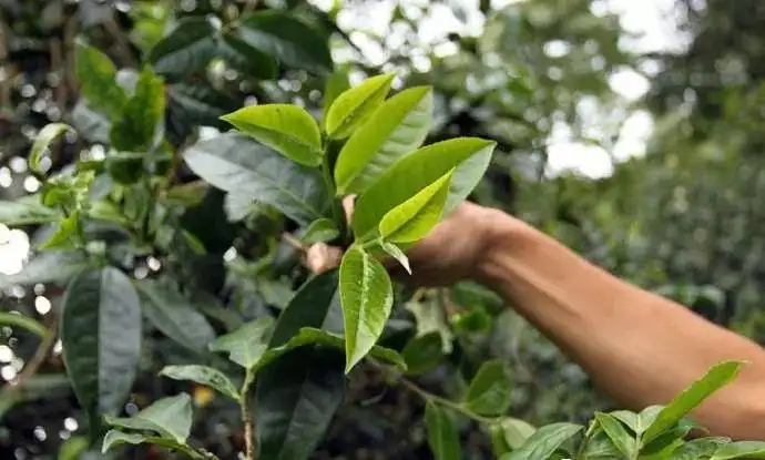 云南大葉種和小葉種是一個(gè)品種嗎？兩者有何優(yōu)勢？