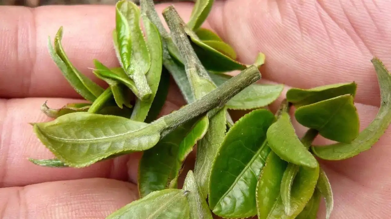 云南大葉種曬青毛茶，是什么茶？