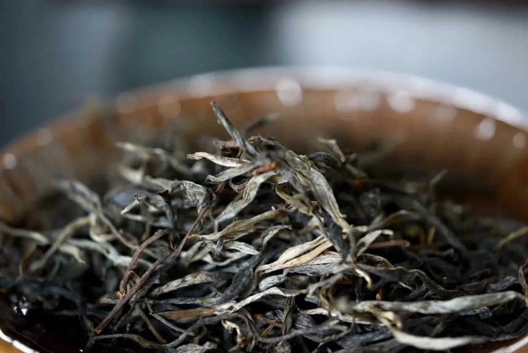 2023年老班章古樹(shù)春茶口感！