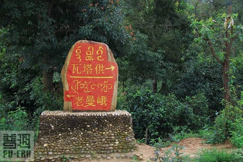 2023年老曼峨古樹(shù)春茶特點(diǎn)是什么？