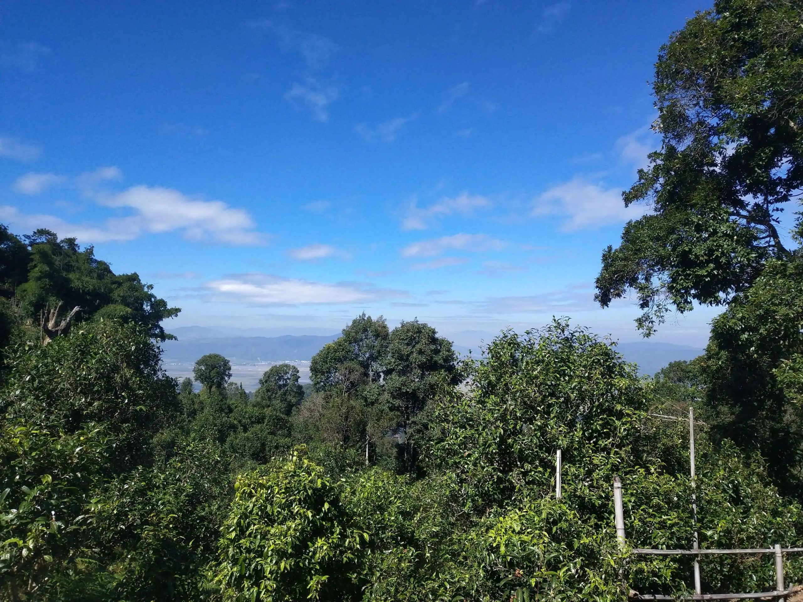 2023年廣別老寨古樹春茶特點是什么？