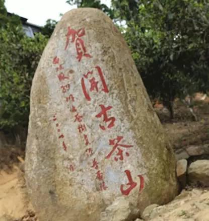 2023年賀開古樹春茶品質(zhì)如何？