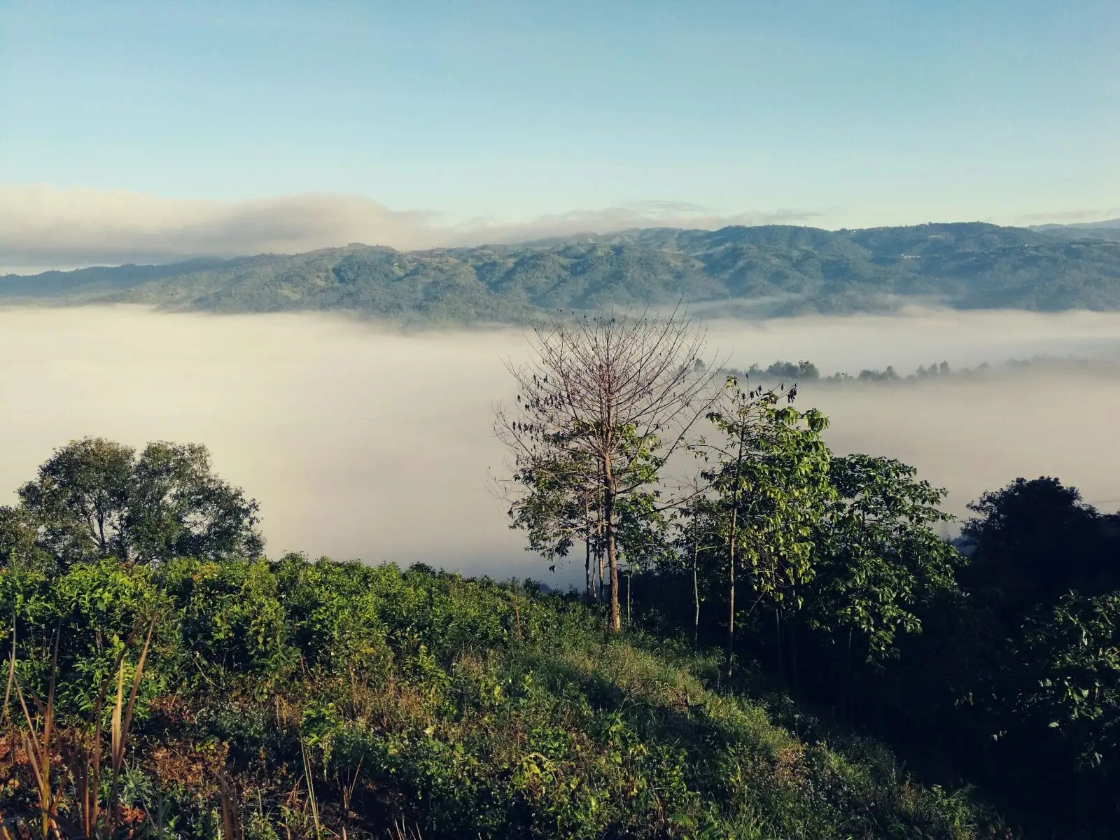 2023年賀開古樹春茶價(jià)格是多少？