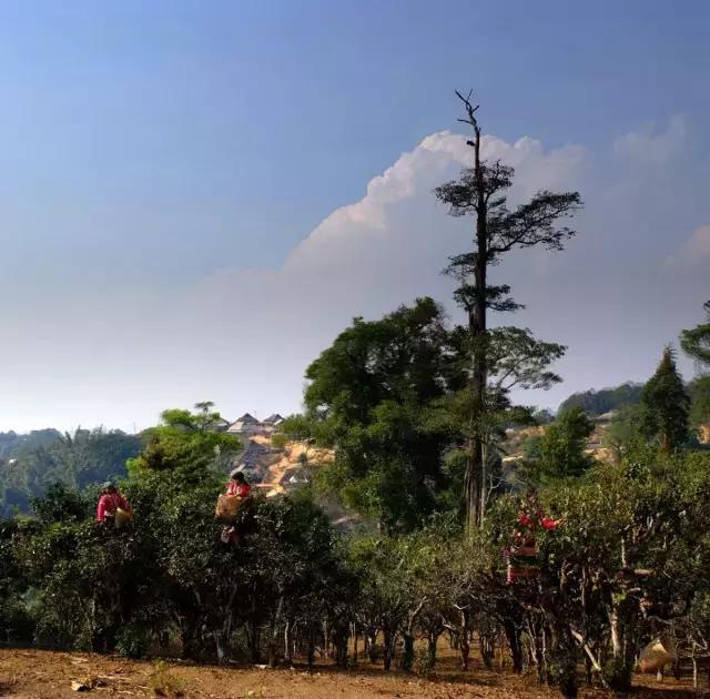 2023年賀開古樹春茶多少錢一公斤？