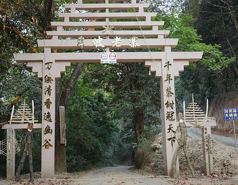 2023年半坡老寨古樹春茶品質(zhì)？