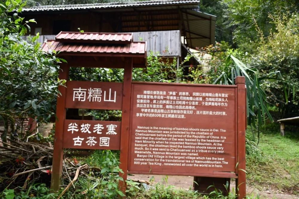 2023年半坡老寨古樹春茶口感是什么？