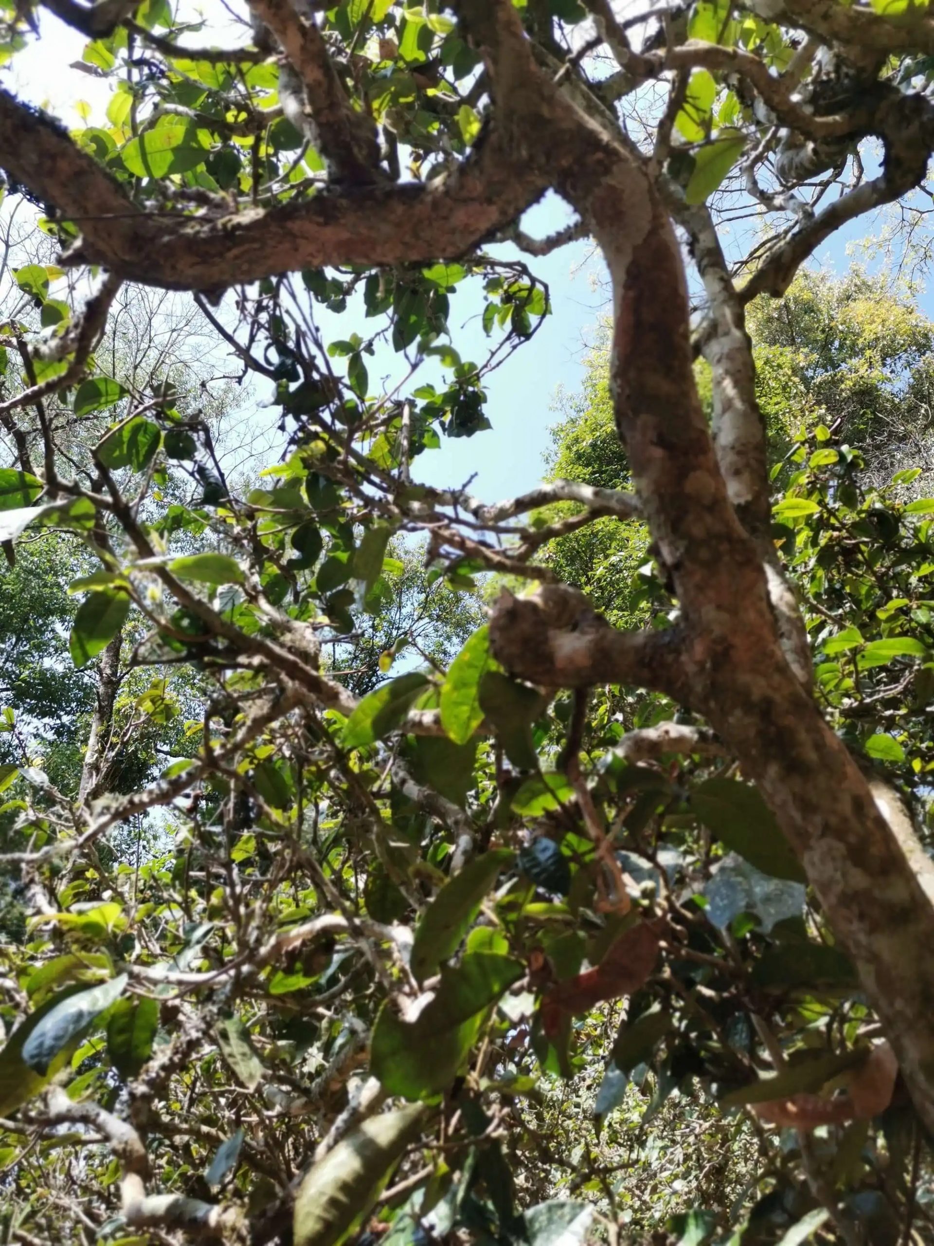 2023年那卡古樹春茶特點是什么？