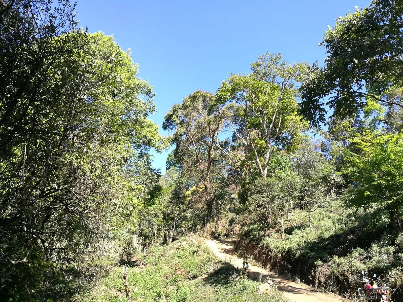 2023年保塘老寨古樹春茶口感是什么？