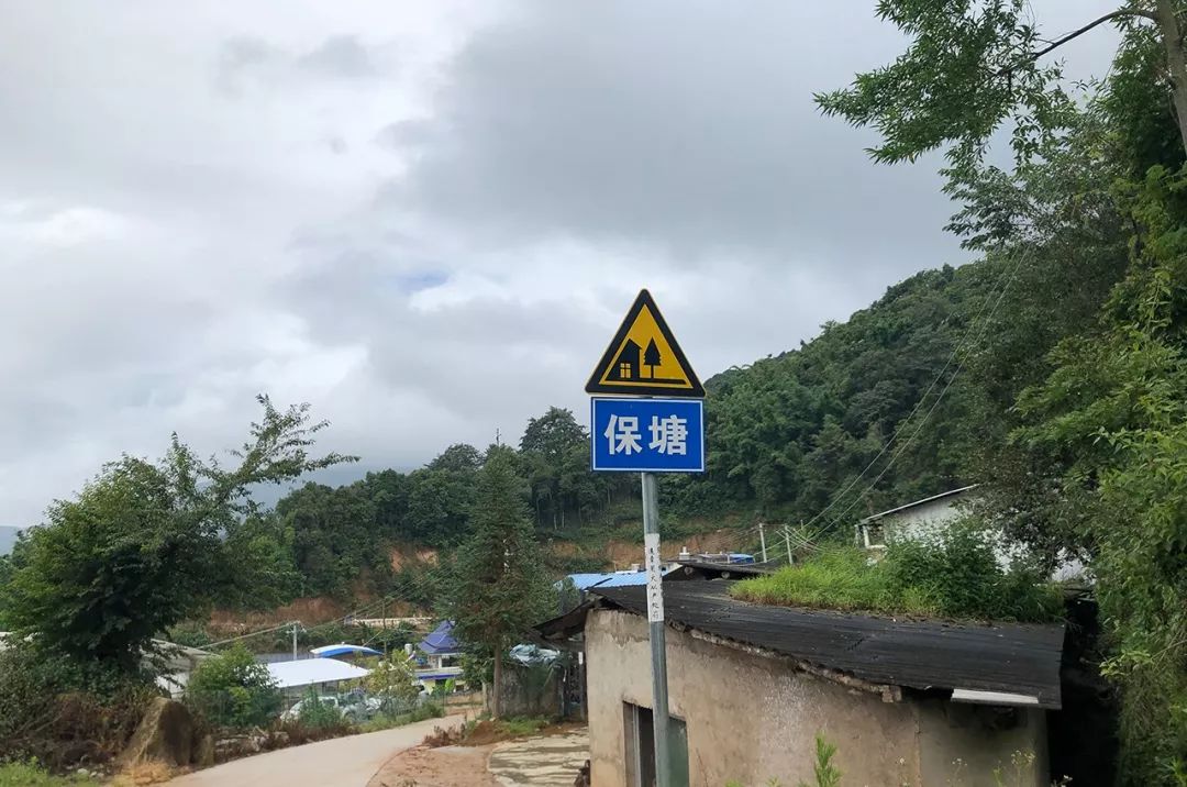 2023年保塘老寨古樹春茶特點是什么？