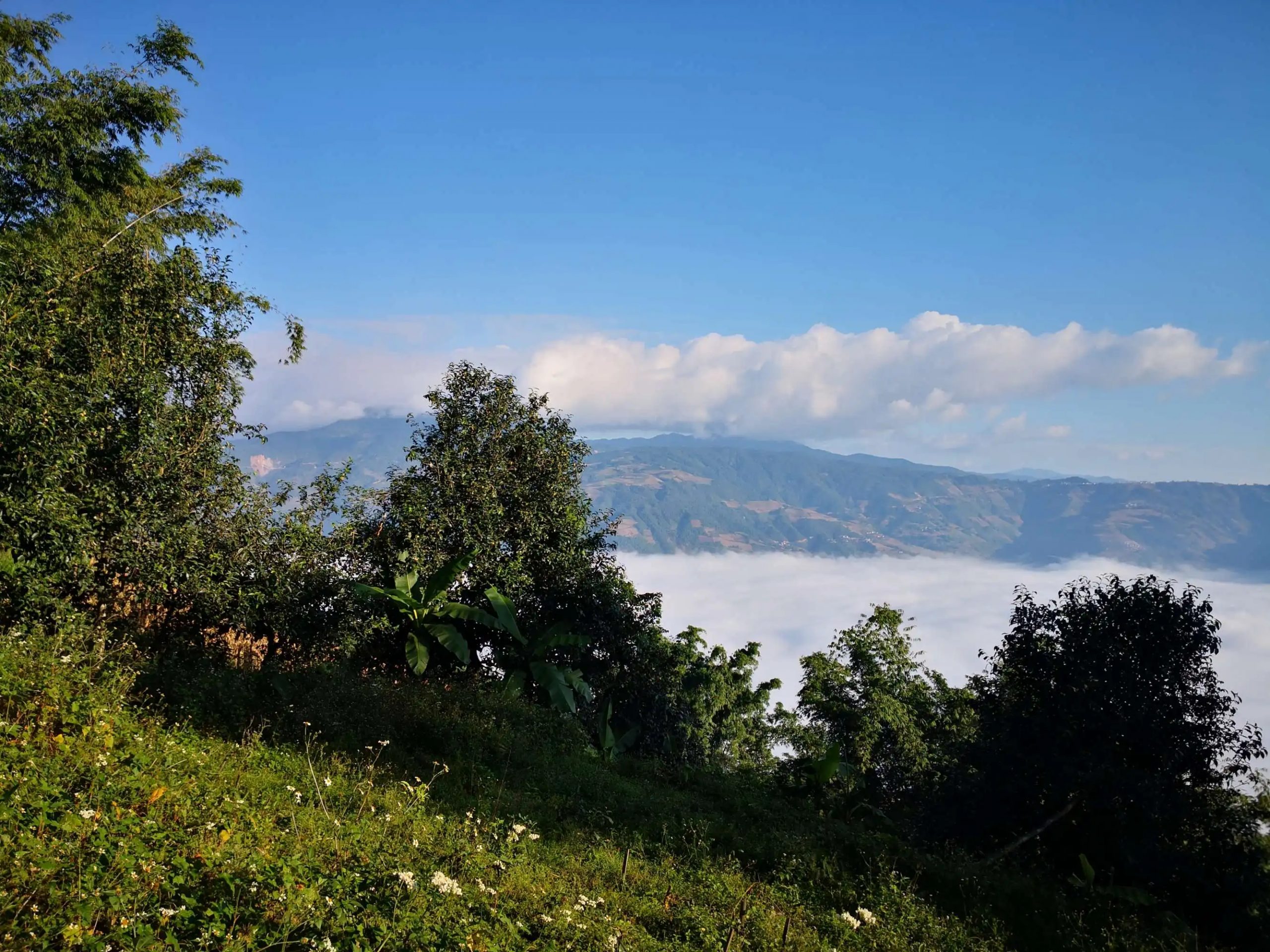 2023年邦崴古樹 春茶品質(zhì)如何？