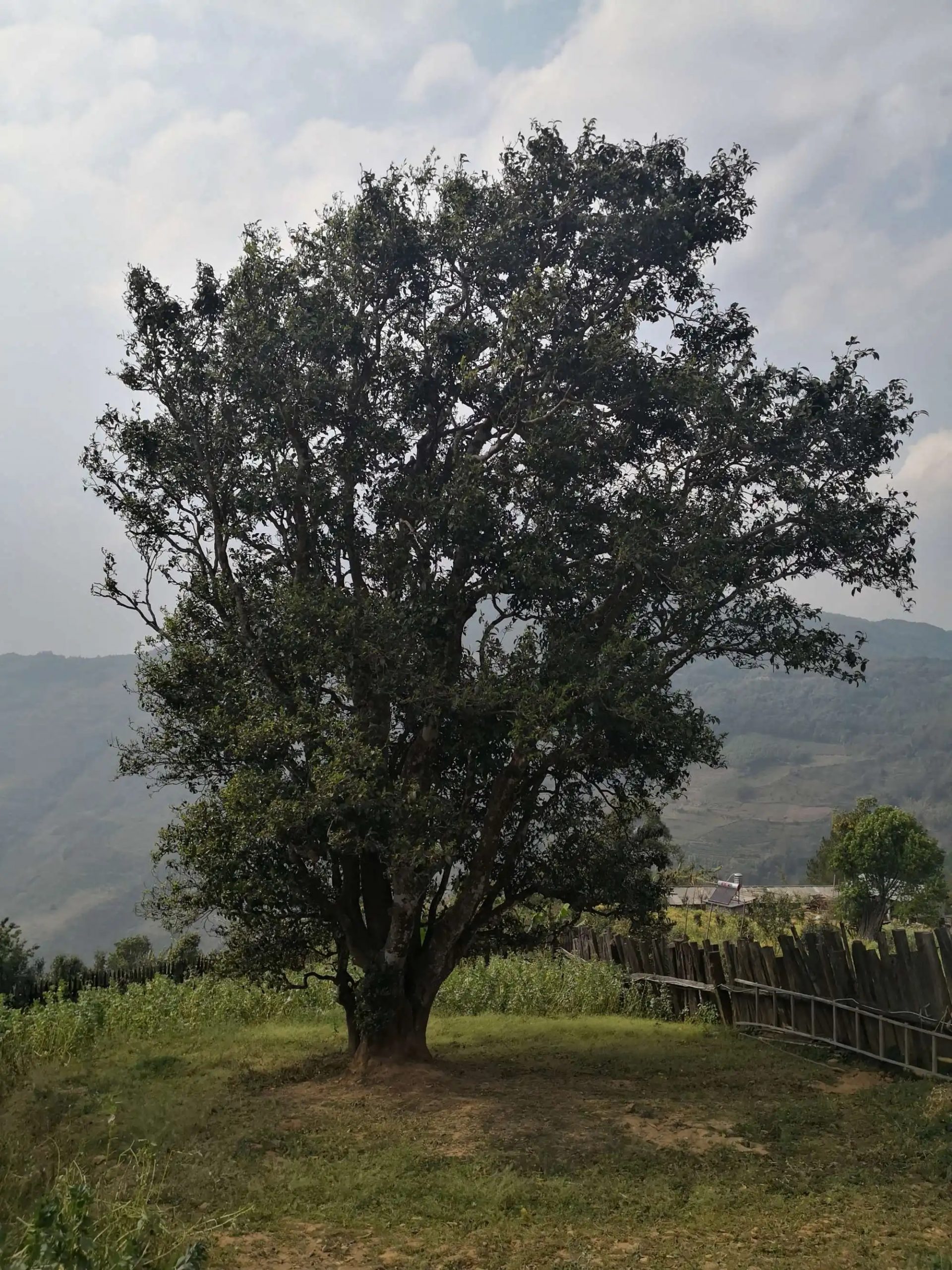 2023年邦崴古樹春茶口感怎么樣？