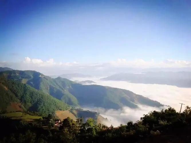 2023邦崴古樹春茶特點(diǎn)是什么？