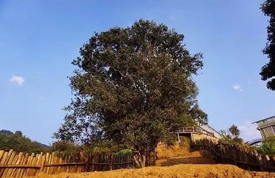 2023年邦崴古樹春茶價(jià)格多少？