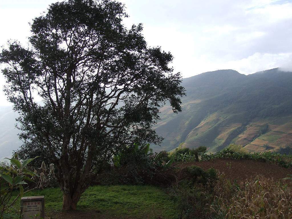 2023年邦崴古樹春茶多少錢一公斤？