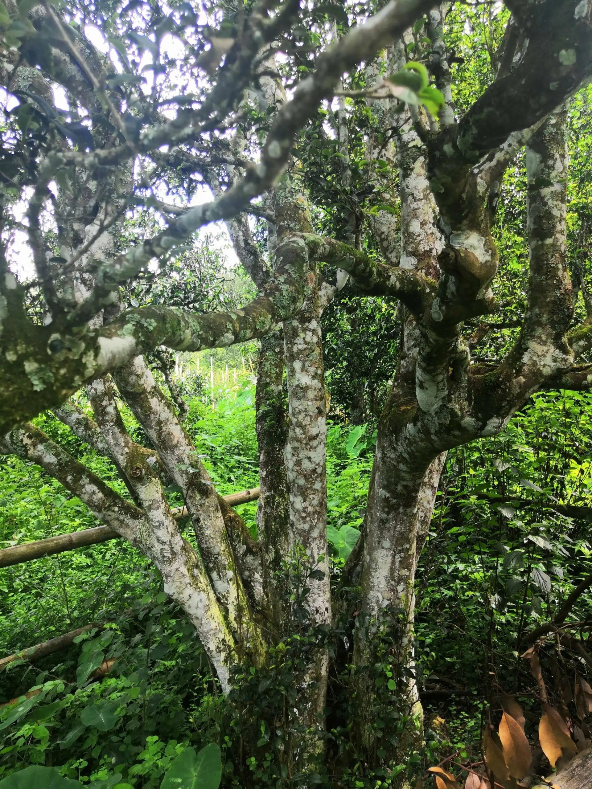 2023年困鹿山古樹春茶價格是多少？