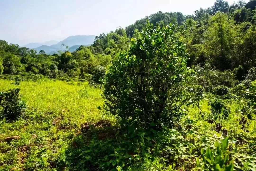 2023年迷帝古樹春茶特點是什么？