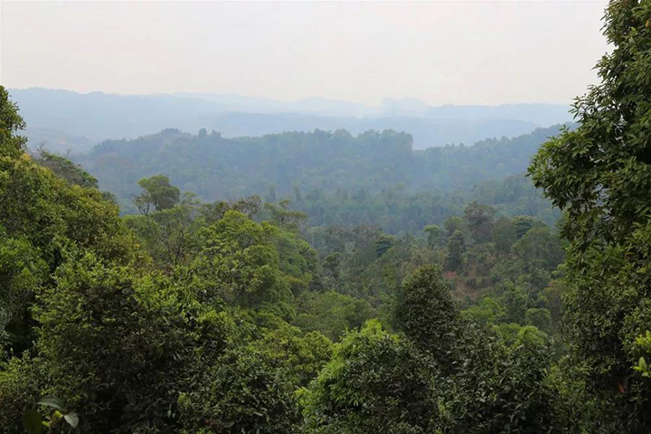 2023苦竹山古樹春茶口感怎么樣？