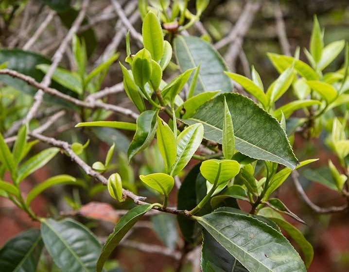 2023年苦竹山古樹(shù)春茶多少錢一公斤？