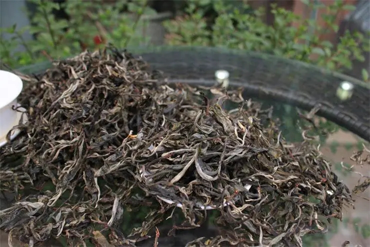 2023冰島古樹(shù)春茶品質(zhì)如何？