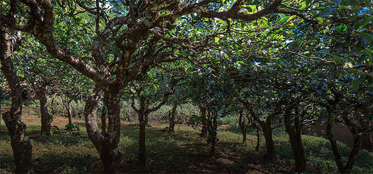 2023年小戶賽古樹春茶品質(zhì)怎么樣？