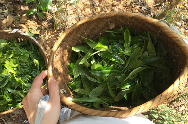 2023小戶賽古樹春茶價格是多少？