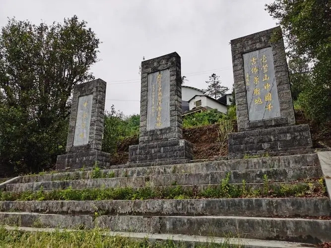 2023年白鶯山古樹春茶品質(zhì)如何？