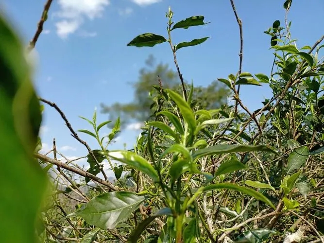 2023年昔歸古樹春茶價格是多少？