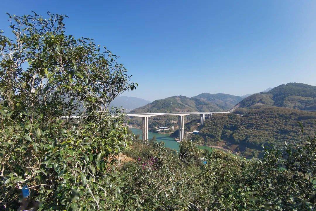 2023年邦東古樹春茶口感怎么樣？