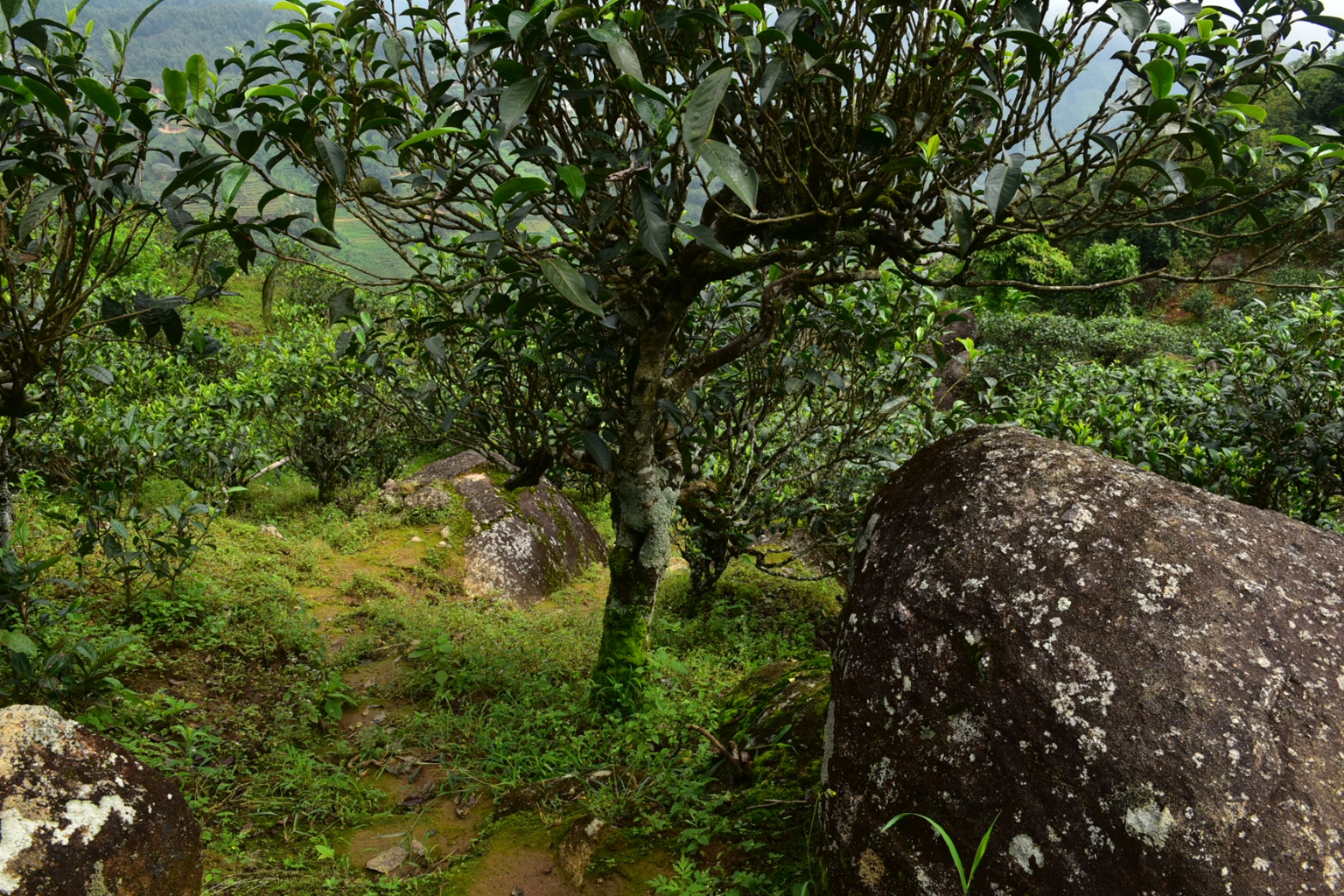 2023年邦東古樹春茶特點(diǎn)是什么？