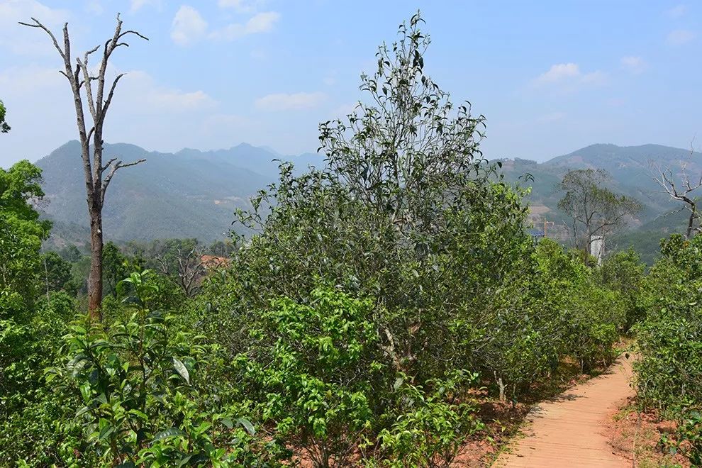 2023年邦東古樹春茶價(jià)格是多少？