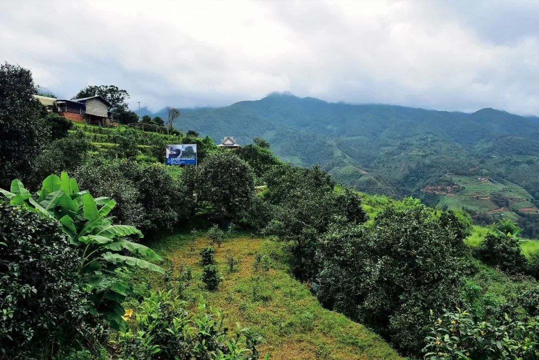 2023年邦東古樹春茶多少一公斤？