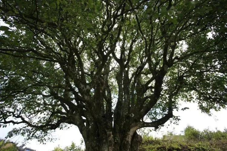 2023年香竹箐古樹春茶品質(zhì)怎么樣？