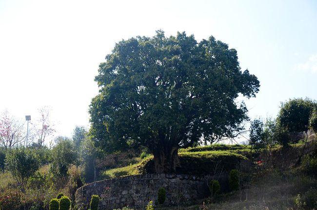 2023年香竹箐古樹春茶特點(diǎn)是什么？