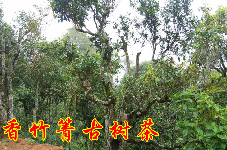 2023年香竹箐古樹春茶價(jià)格是多少？