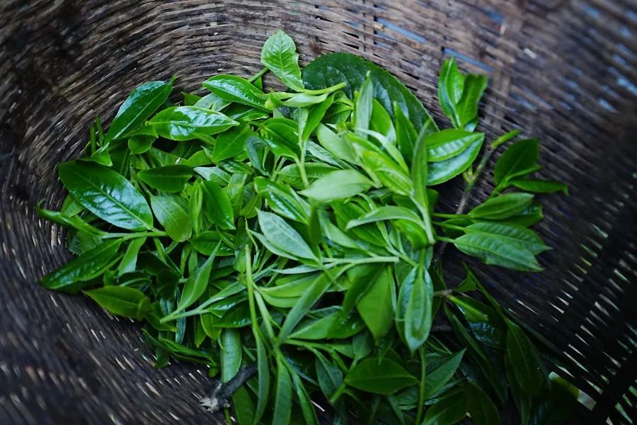 2023年香竹箐古樹春茶多少一公斤？