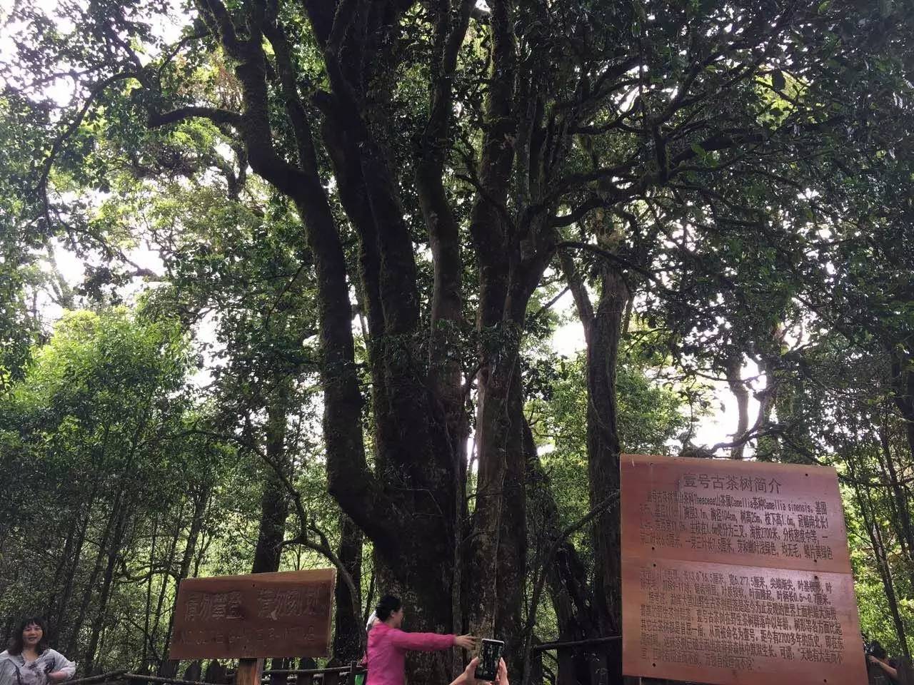 2023年大雪山古樹春茶品質(zhì)怎么樣？