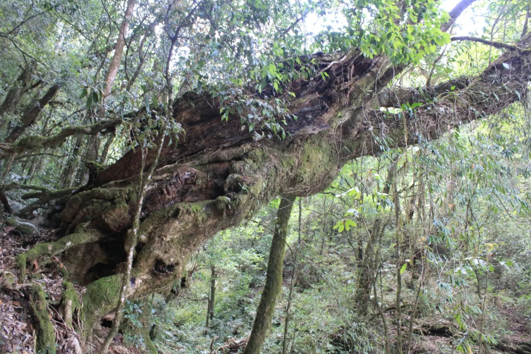 2023年大雪山古樹春茶口感怎么樣？