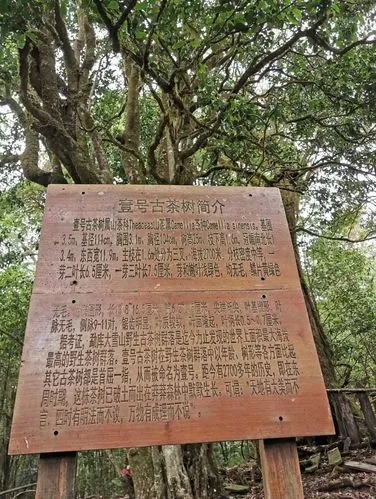 2023年大雪山古樹春茶特點(diǎn)是什么？