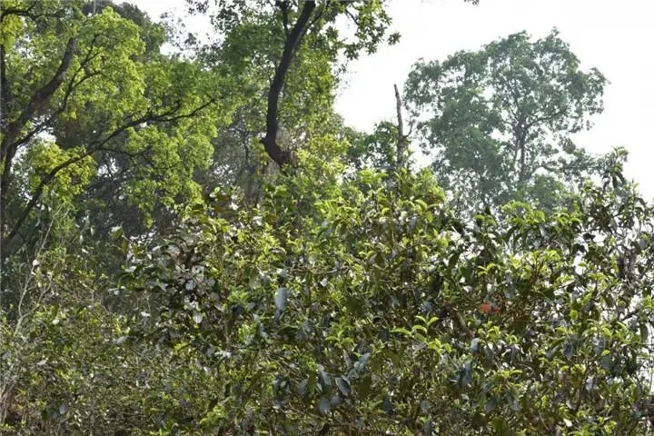 2023年大雪山古樹春茶多少錢一公斤？