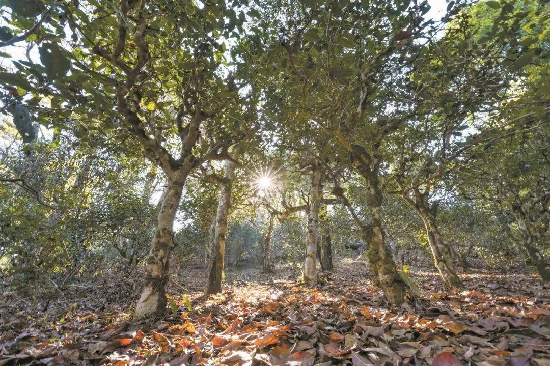 2023年忙肺古樹春茶特點(diǎn)是什么？