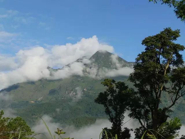 2023年忙肺古樹春茶多少一公斤？