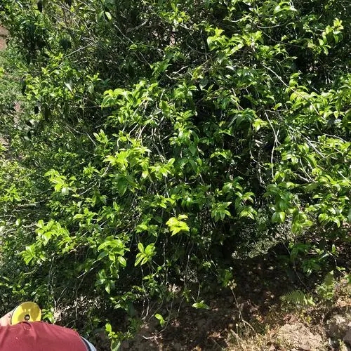 2023年那罕古樹春茶品質(zhì)如何？