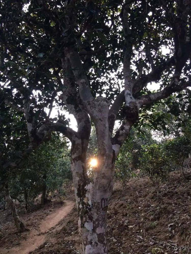 2023年小戶賽古樹春茶口感如何？