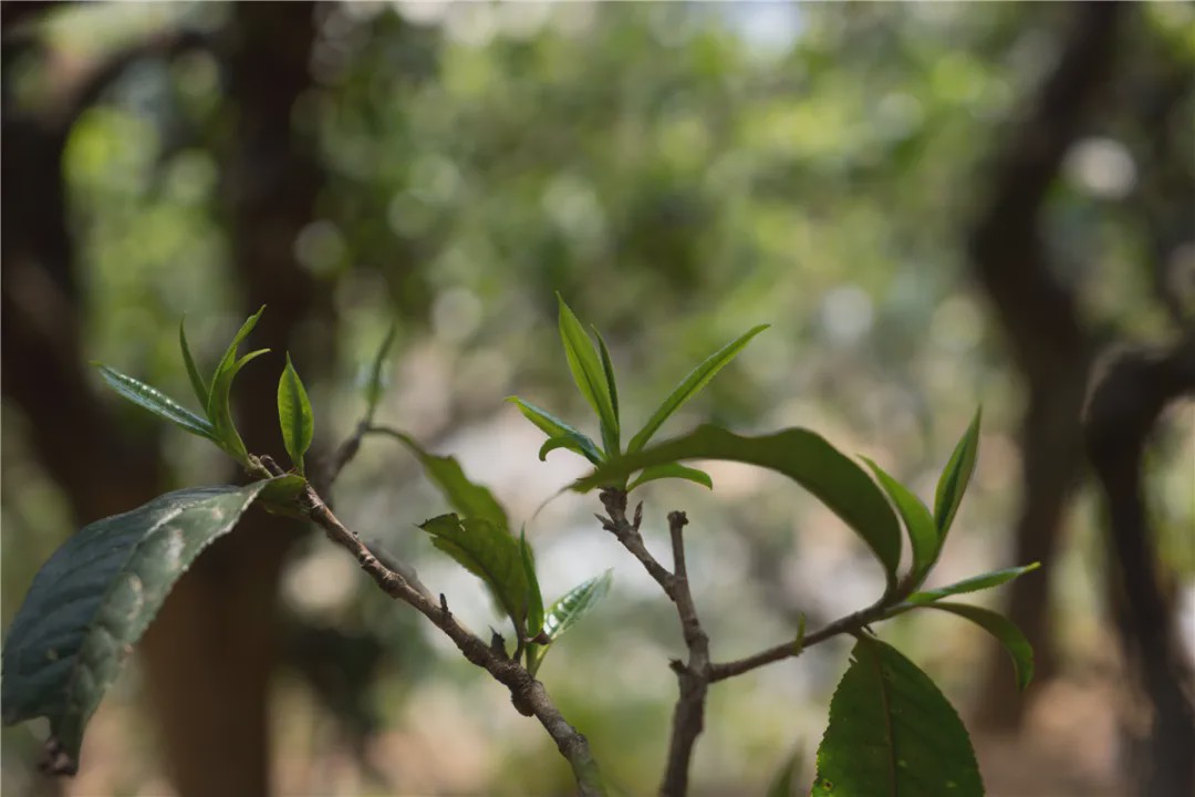 2023年壩糯古樹春茶品質(zhì)如何？