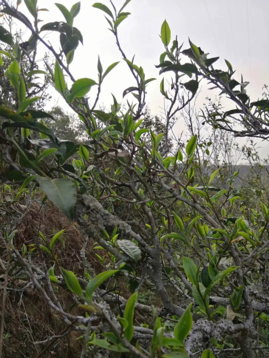 2023年壩糯古樹春茶多少一公斤？